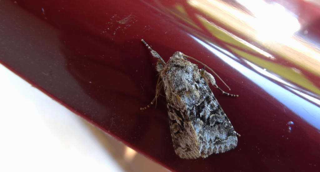 Piętnówka zmierzchówka (Hecatera bicolorata)