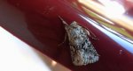 Piętnówka zmierzchówka (Hecatera bicolorata)