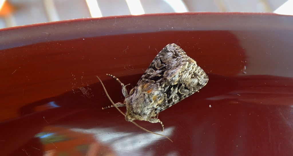 Piętnówka zmierzchówka (Hecatera bicolorata)