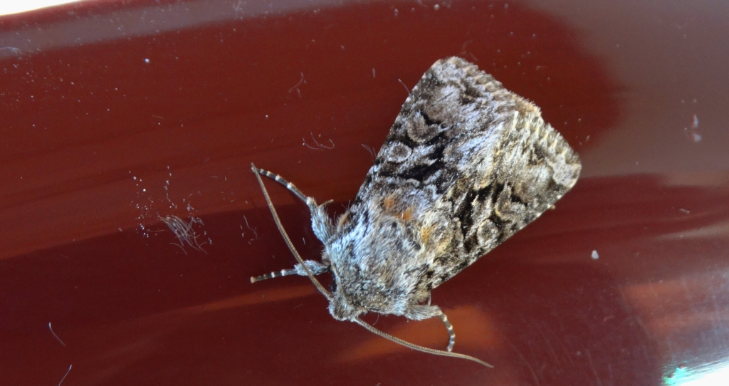 Piętnówka zmierzchówka (Hecatera bicolorata)
