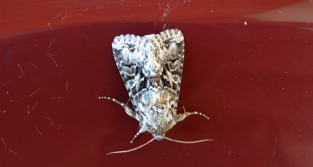 Piętnówka zmierzchówka (Hecatera bicolorata)