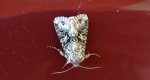 Piętnówka zmierzchówka (Hecatera bicolorata)