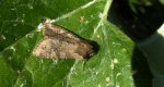 Sówka pszenicówka (Apamea sordens)