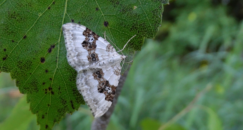 Paśnik nagórek (Xanthorhoe montanata)