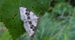 Paśnik nagórek (Xanthorhoe montanata)