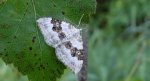 Paśnik nagórek (Xanthorhoe montanata)