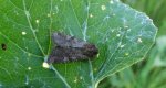 Sówka pszenicówka (Apamea sordens)