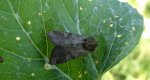 Sówka pszenicówka (Apamea sordens)