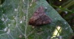 Sówka pszenicówka (Apamea sordens)