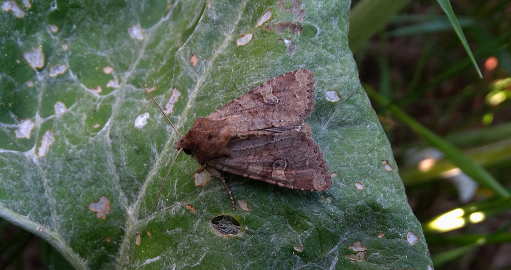 Sówka pszenicówka (Apamea sordens)