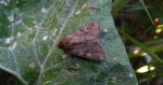 Sówka pszenicówka (Apamea sordens)