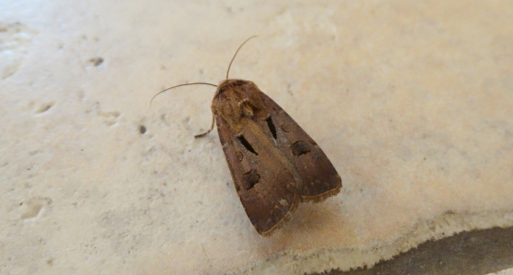Rolnica czopówka (Agrotis exclamationis)