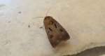 Rolnica czopówka (Agrotis exclamationis)