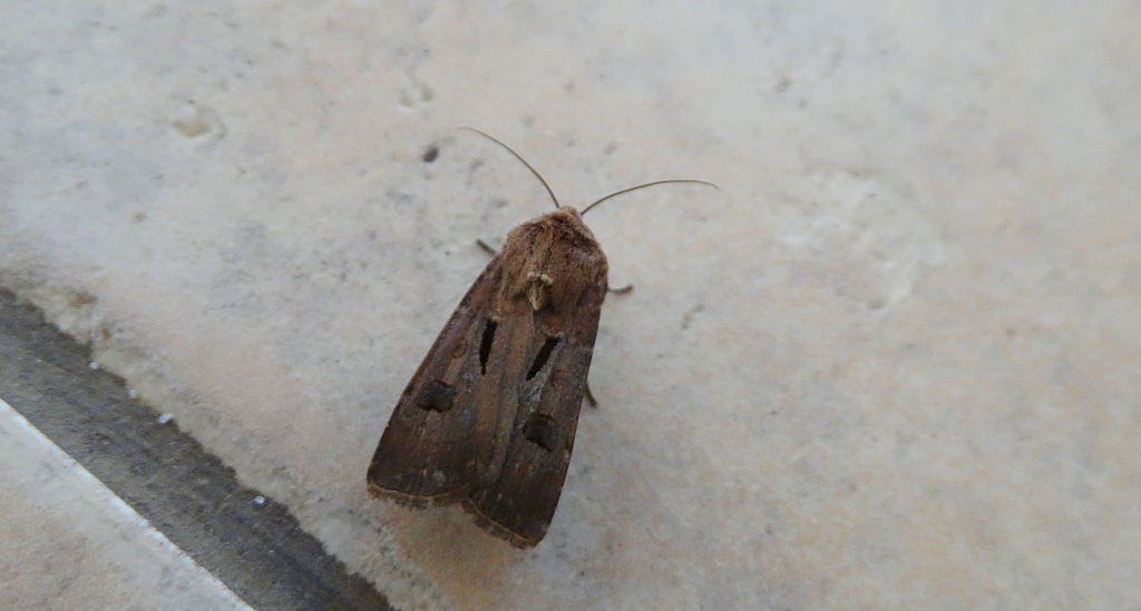Rolnica czopówka (Agrotis exclamationis)