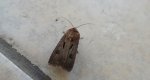 Rolnica czopówka (Agrotis exclamationis)