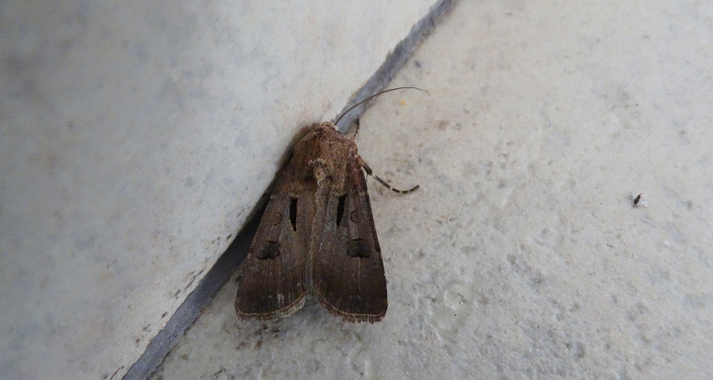 Rolnica czopówka (Agrotis exclamationis)