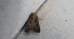 Rolnica czopówka (Agrotis exclamationis)