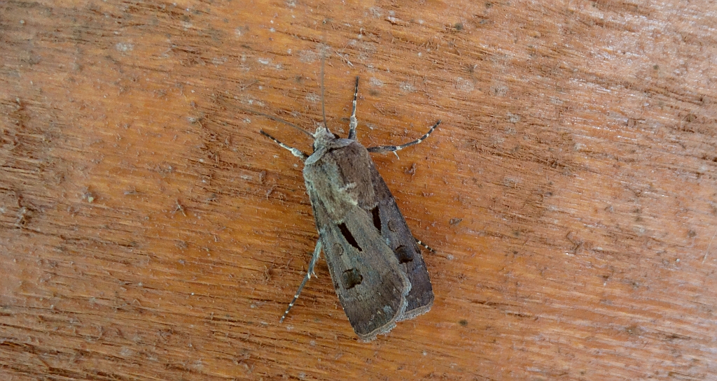 Rolnica czopówka (Agrotis exclamationis)