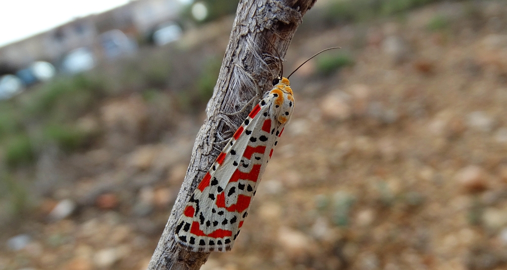 Pstrokówka nadobna (Utetheisa pulchella)