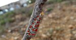 Pstrokówka nadobna (Utetheisa pulchella)