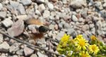 Fruczak gołąbek (Macroglossum stellatarum)