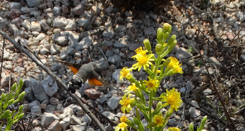 Fruczak gołąbek (Macroglossum stellatarum)