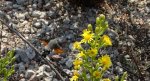 Fruczak gołąbek (Macroglossum stellatarum)