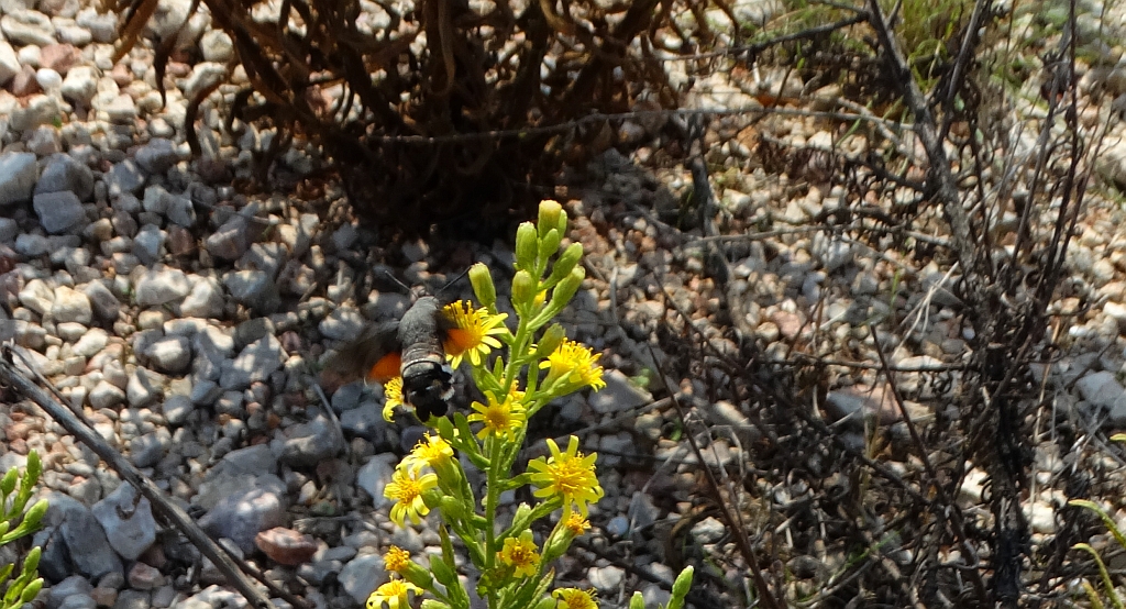 Fruczak gołąbek (Macroglossum stellatarum)