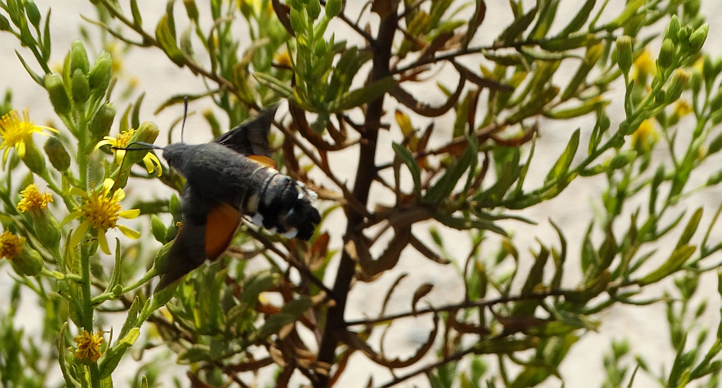 Fruczak gołąbek (Macroglossum stellatarum)