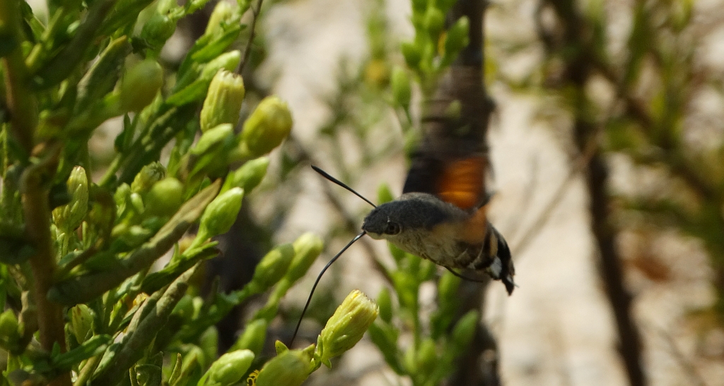 Fruczak gołąbek (Macroglossum stellatarum)
