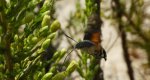 Fruczak gołąbek (Macroglossum stellatarum)