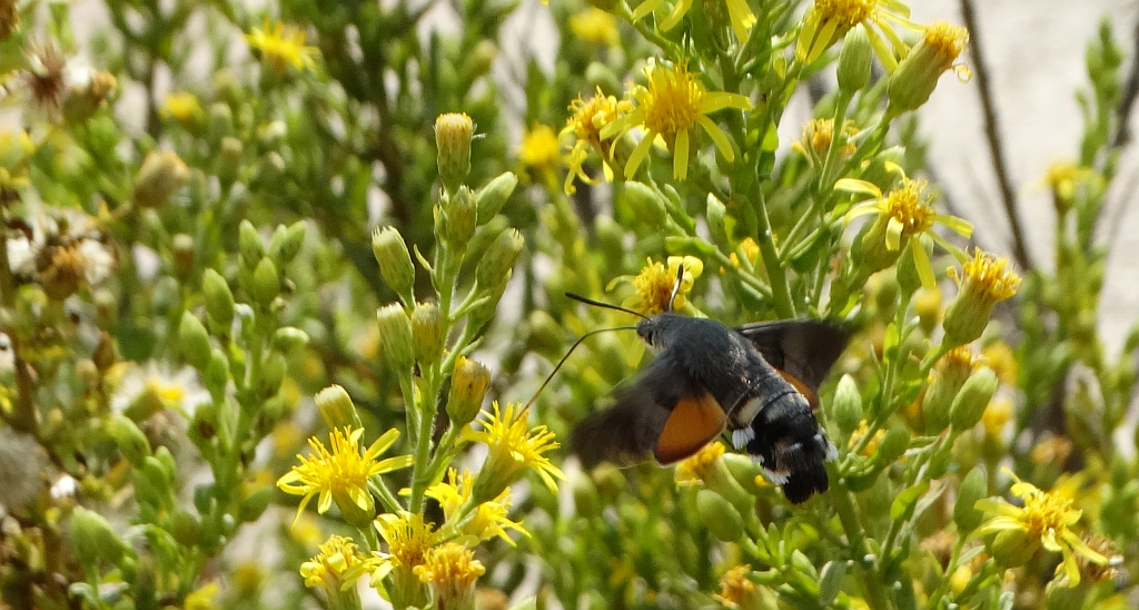 Fruczak gołąbek (Macroglossum stellatarum)