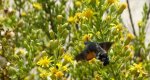 Fruczak gołąbek (Macroglossum stellatarum)
