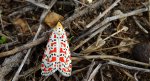 Pstrokówka nadobna (Utetheisa pulchella)