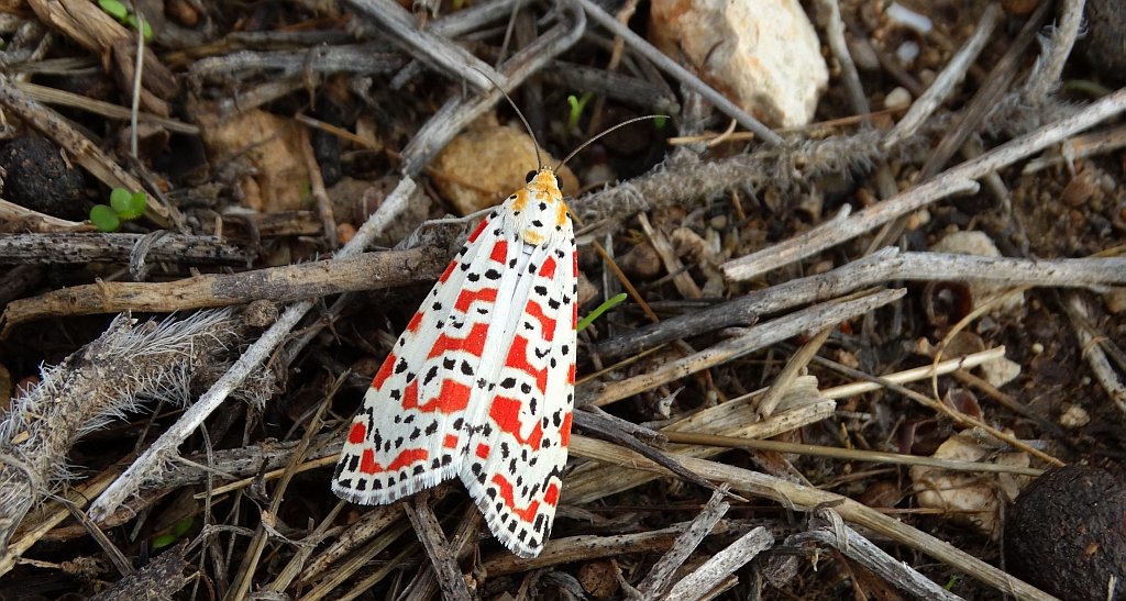 Pstrokówka nadobna (Utetheisa pulchella)