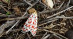 Pstrokówka nadobna (Utetheisa pulchella)