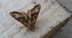Krokiewka lękwica (Phlogophora meticulosa)