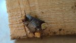 Narożnica zbrojówka (Phalera bucephala)