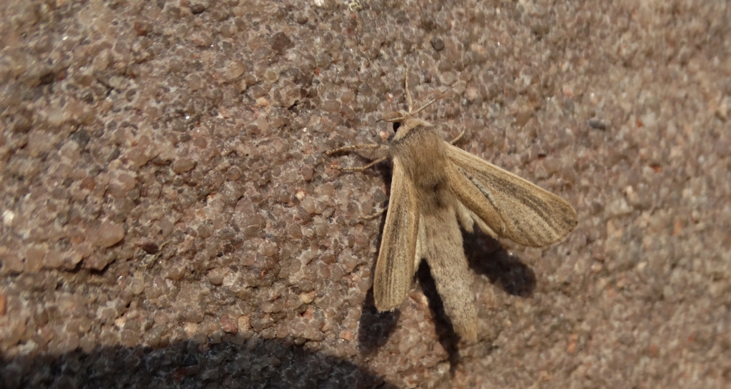 Phragmataecia castaneae