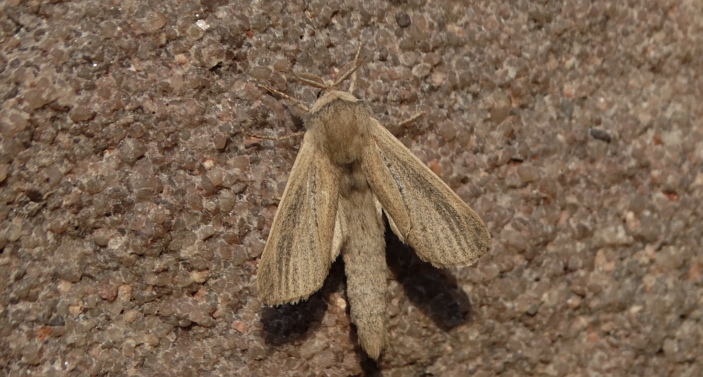 Trociniarka - Phragmataecia castaneae