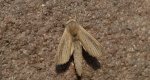 Trociniarka - Phragmataecia castaneae