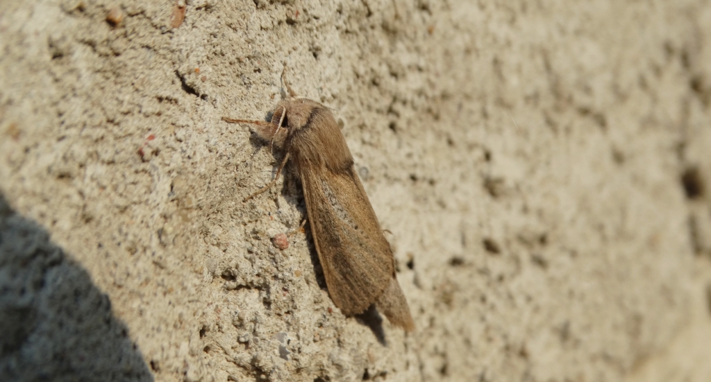 Trociniarka - Phragmataecia castaneae