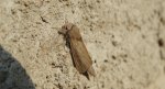 Trociniarka - Phragmataecia castaneae