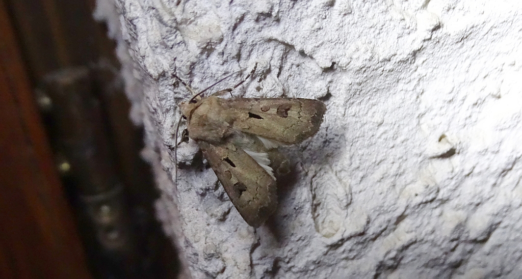 Rolnica czopówka (Agrotis exclamationis)