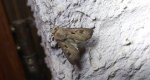 Rolnica czopówka (Agrotis exclamationis)