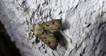 Rolnica czopówka (Agrotis exclamationis)