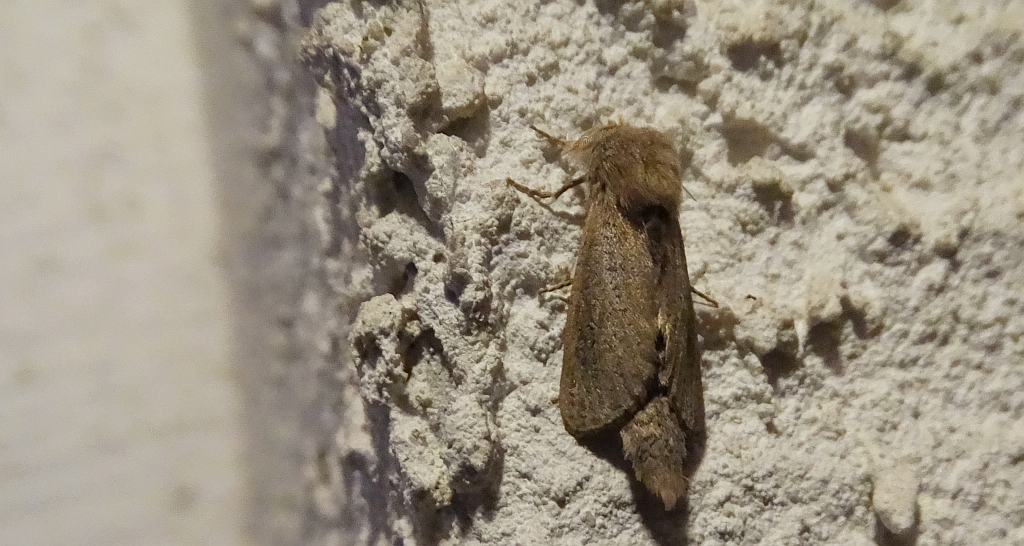 Phragmataecia castaneae