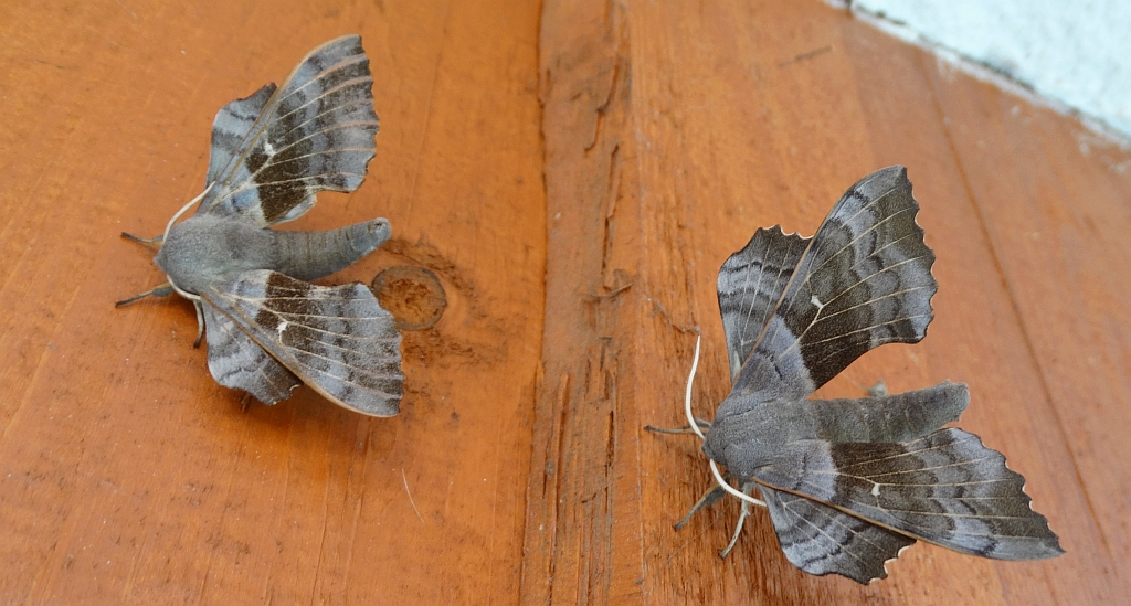 Nastrosz topolowiec (Laothoe populi syn. Smerinthus populi)