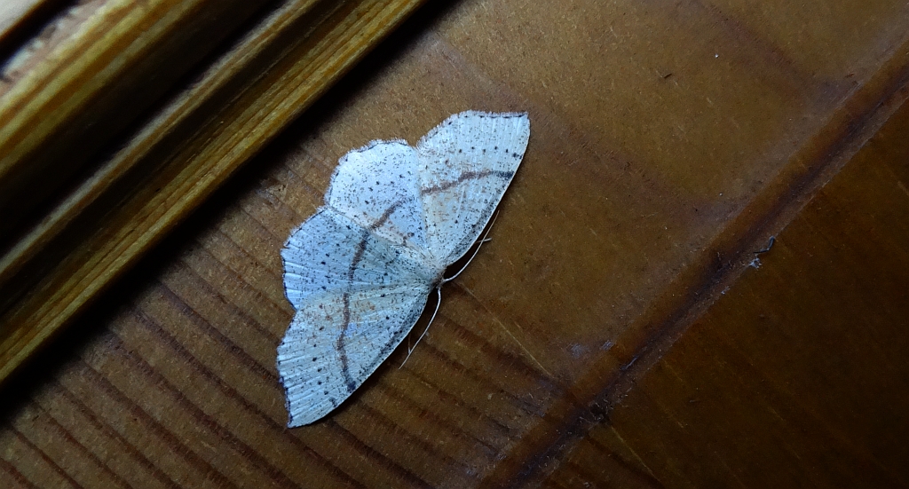 Świerzbik nakropek (Cyclophora punctaria)