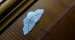 Świerzbik nakropek (Cyclophora punctaria)